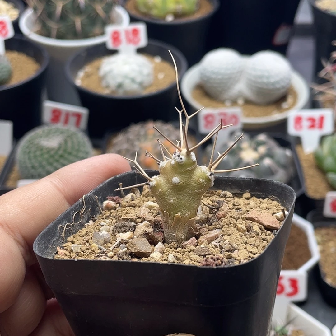 实生黑鬼殿厚墩菊 脱土包邮