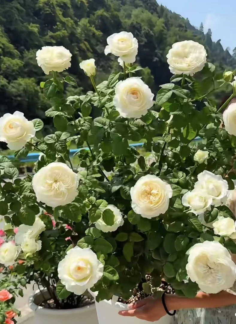 云南基地直发月季独颗大花浓香四季开花观赏鲜花