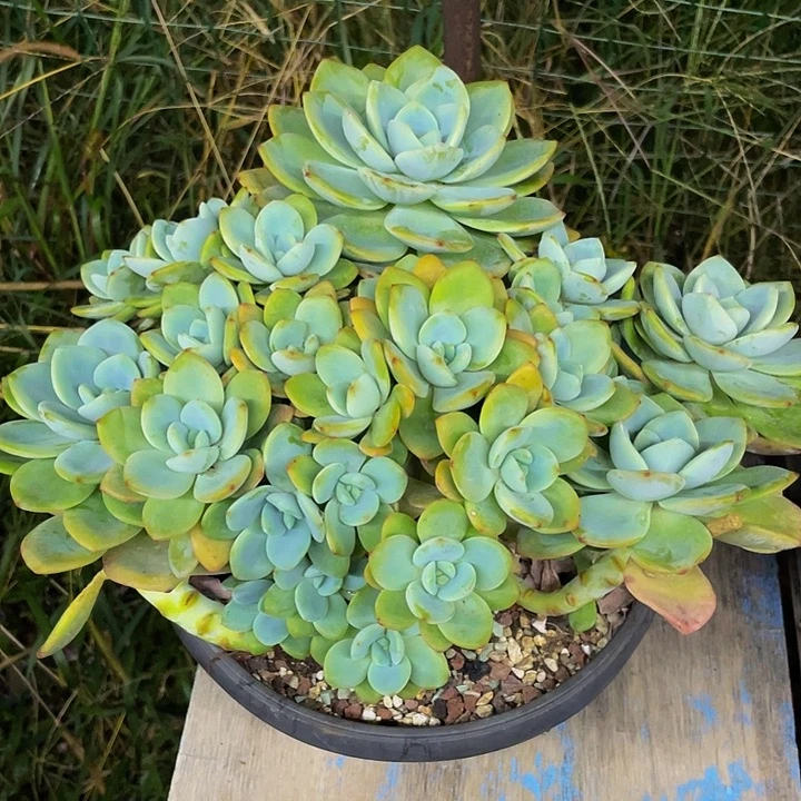 柚子茶一物一拍哦哦哦