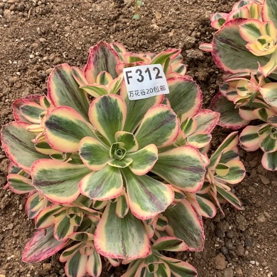 312青花瓷多肉植物