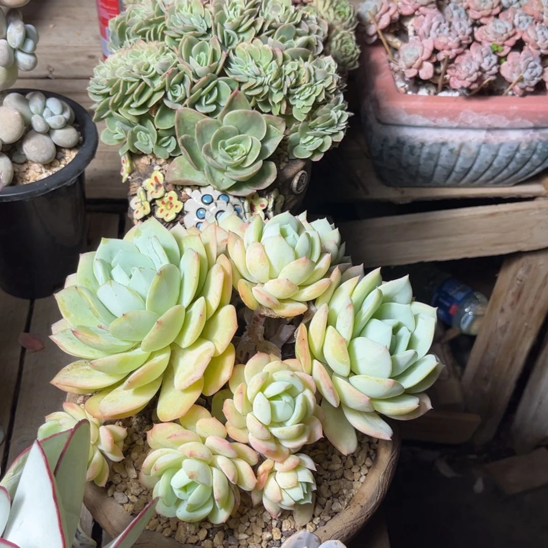 恋曲多肉植物duoshuchi