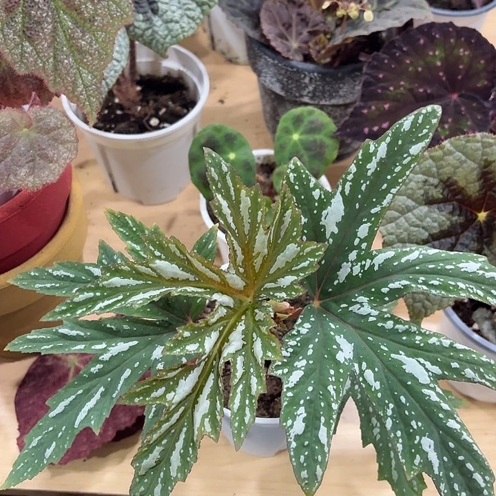 完全开放凤蝶秋海棠