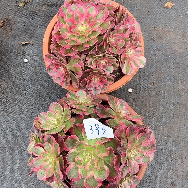 393倾城朵朵云荷朵朵两颗发货