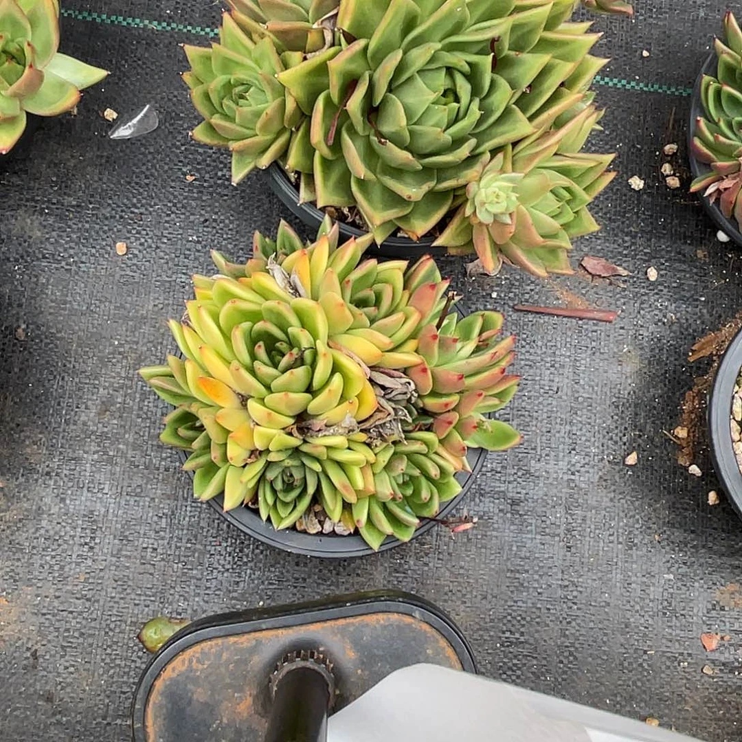 若如东云组拍D635