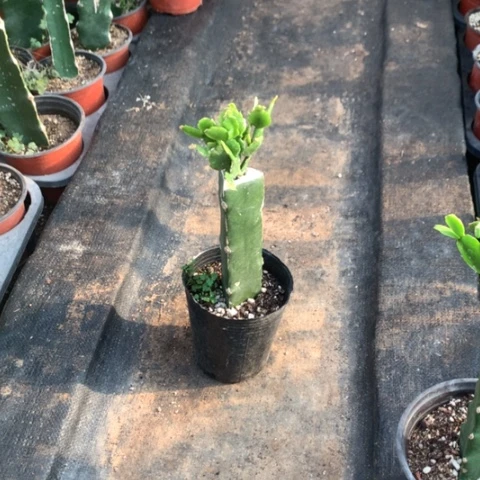嫁接蟹爪兰：白重瓣