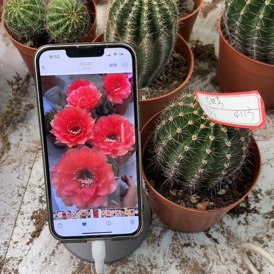 D*彩草1-8号6.5公分左右