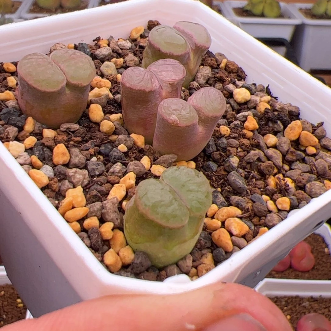 6.28磁铁多肉植物21