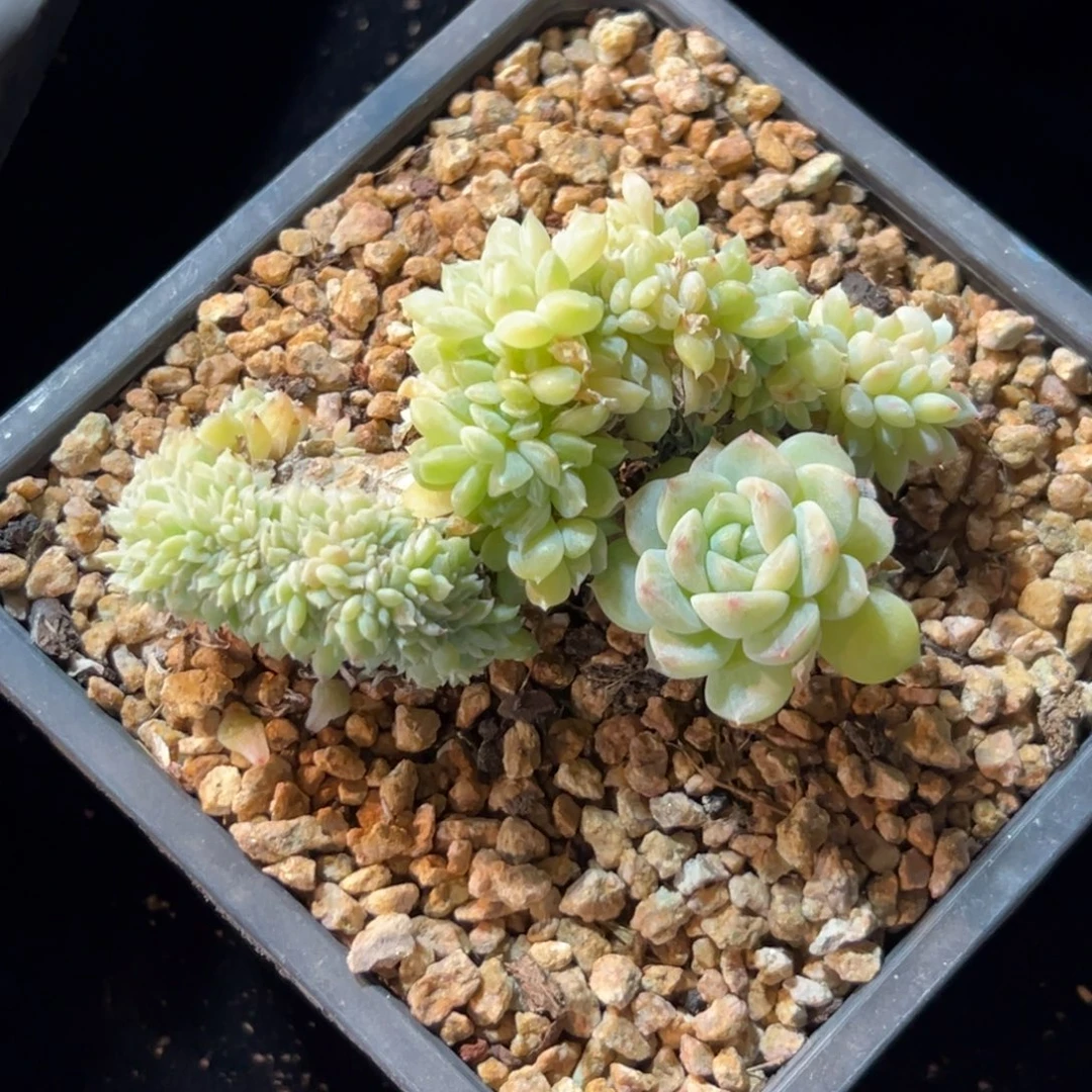 新年快乐 新年快乐