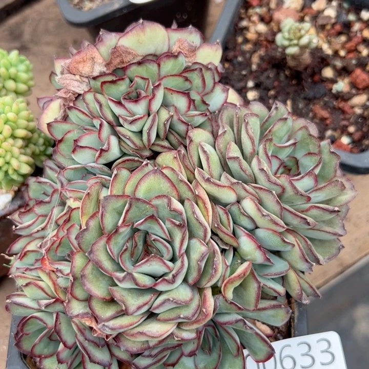 幸运的是我的朋友是