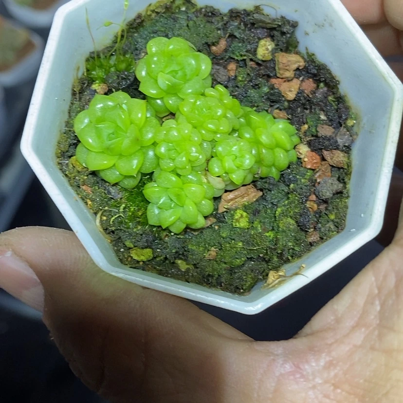 【闪购商品】?***明绿水鬼多肉