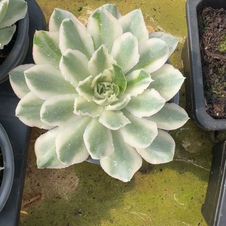 紫蝴蝶锦一物一拍