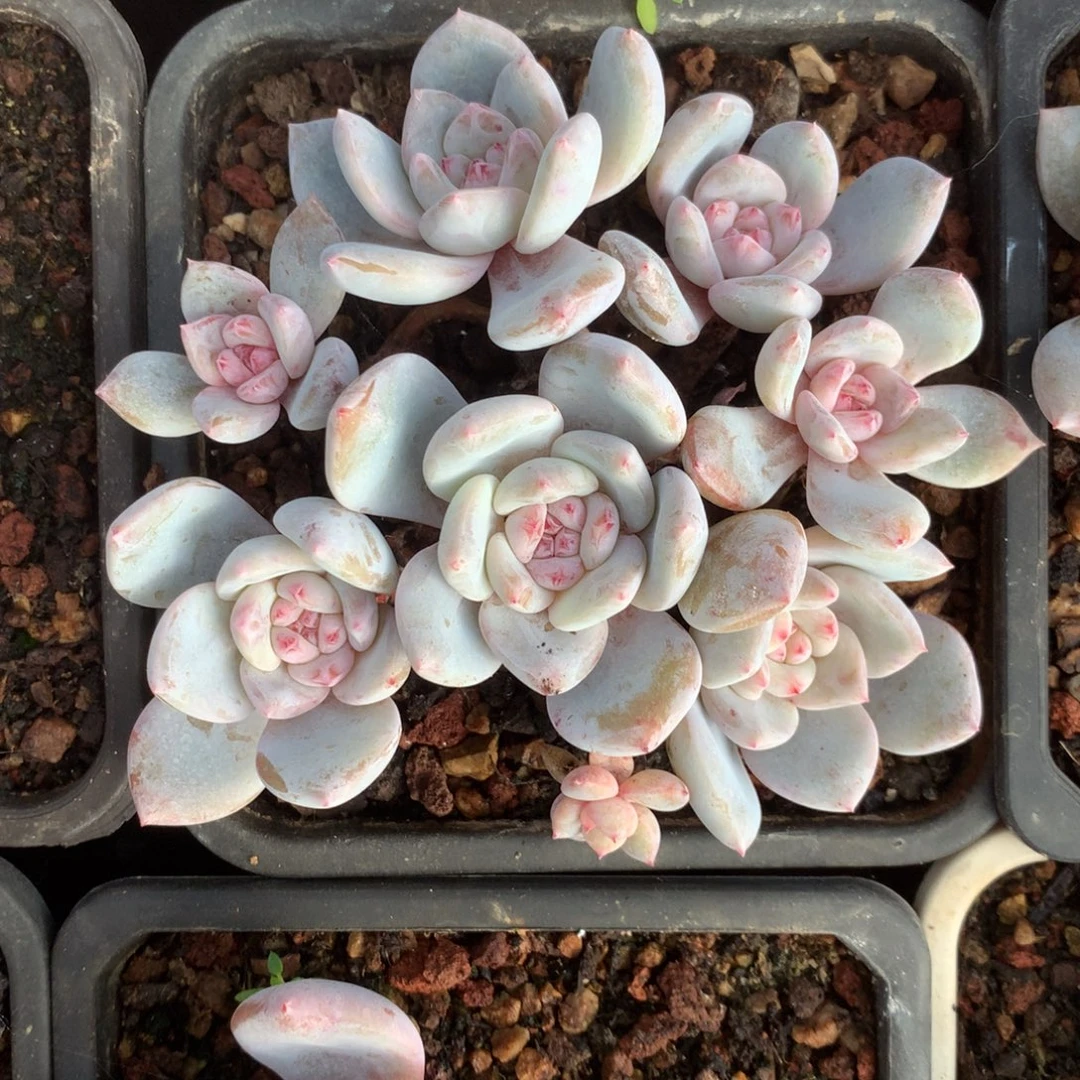 无花朵哈哈哈哈哈哈哈哈哈56