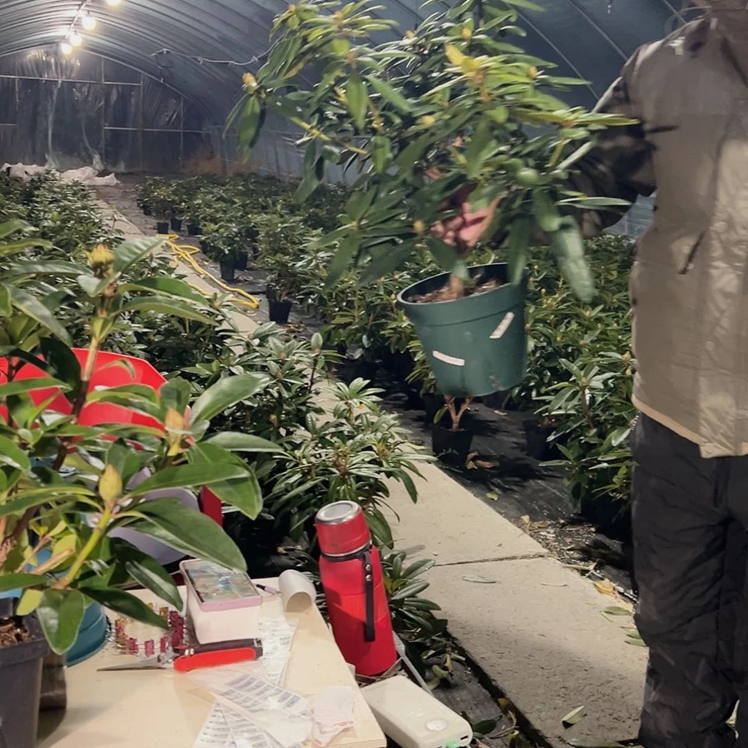无花朵阿特拉斯薰衣草