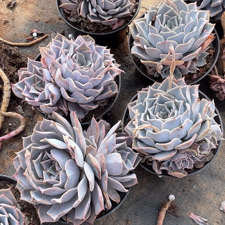 多头露西娜9.9米 量拍多肉