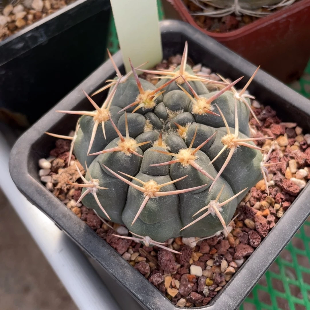 鹿角柱实生仙人球强刺铅皮