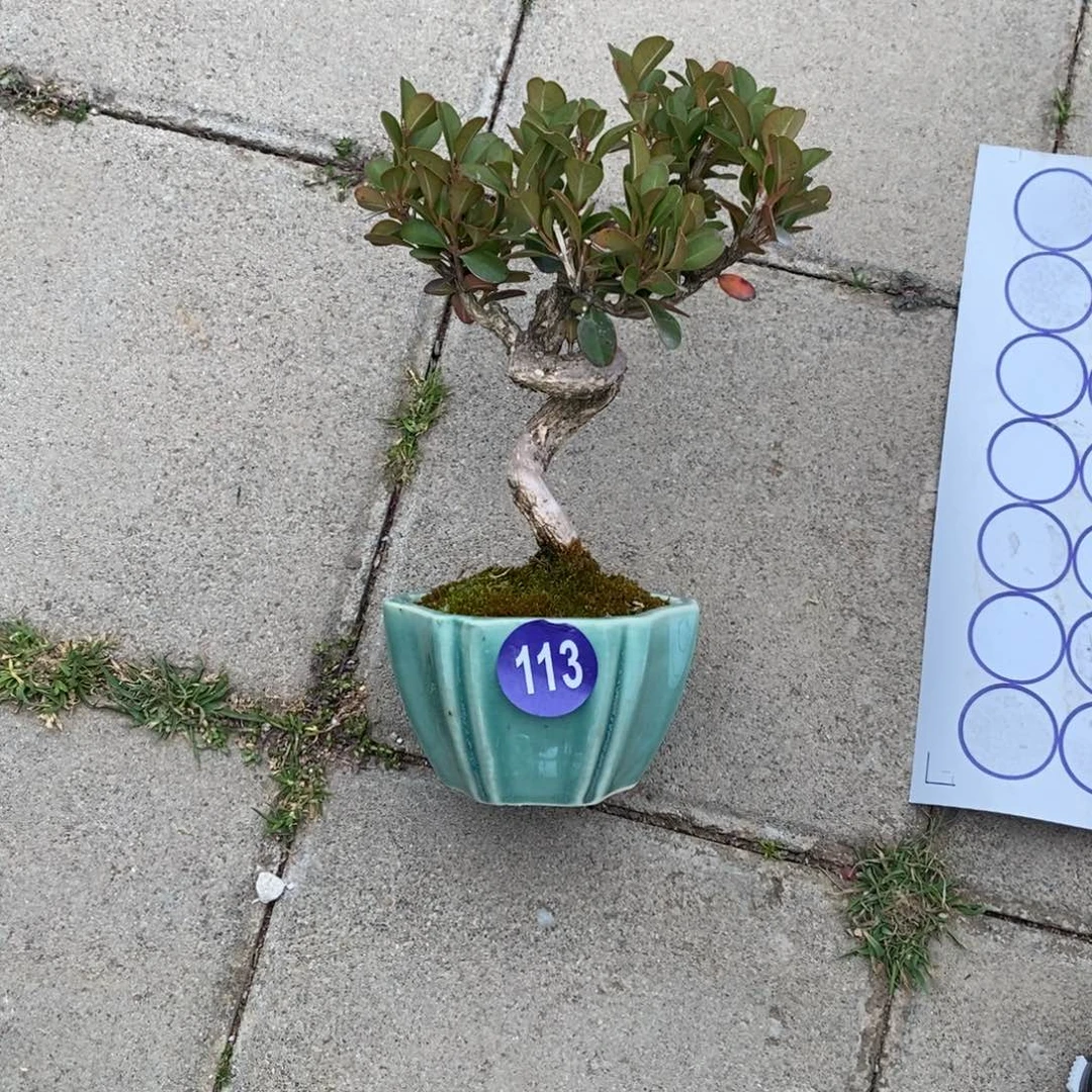 红陶林*久红红火火过大年113