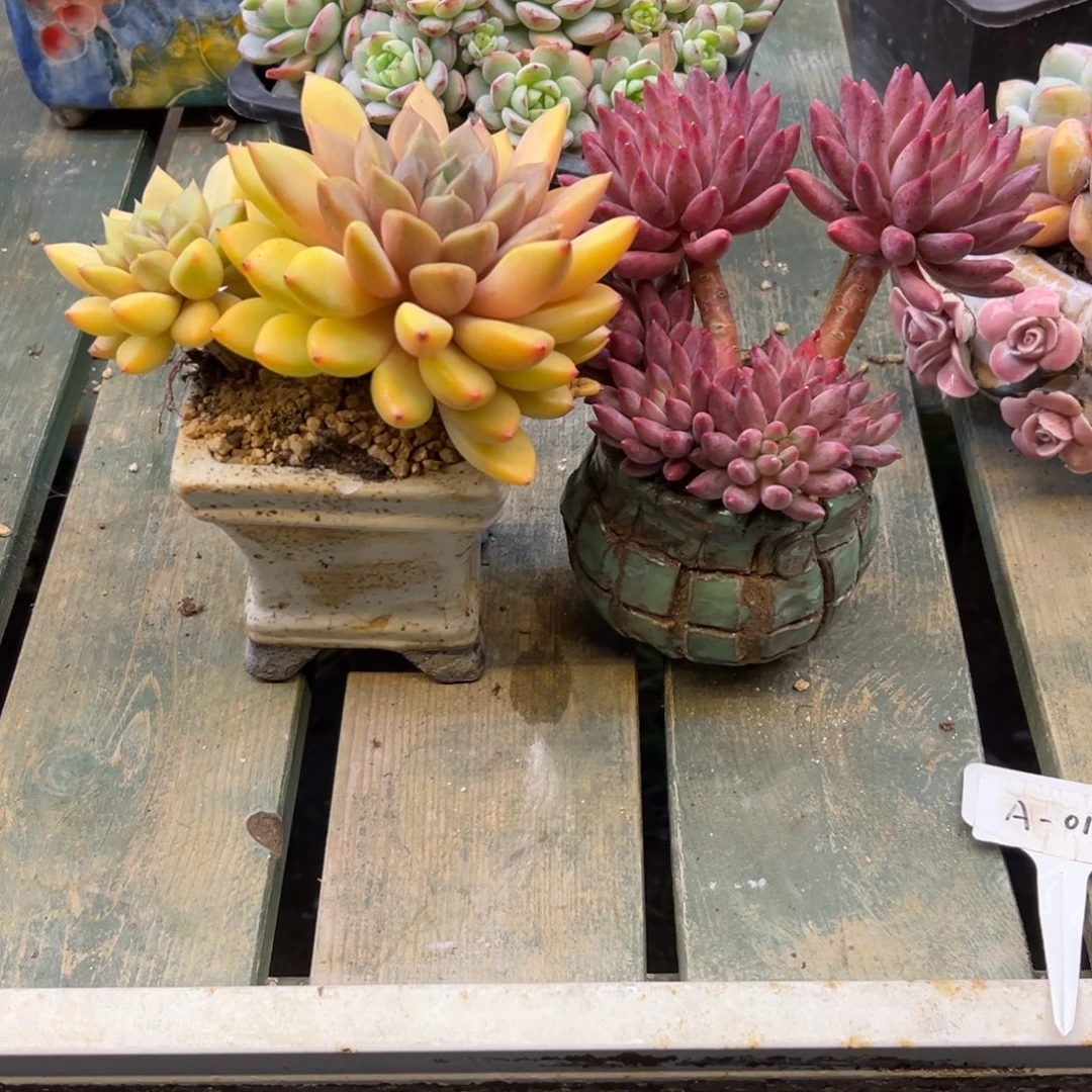 杨****象牙+虞美人一物一拍