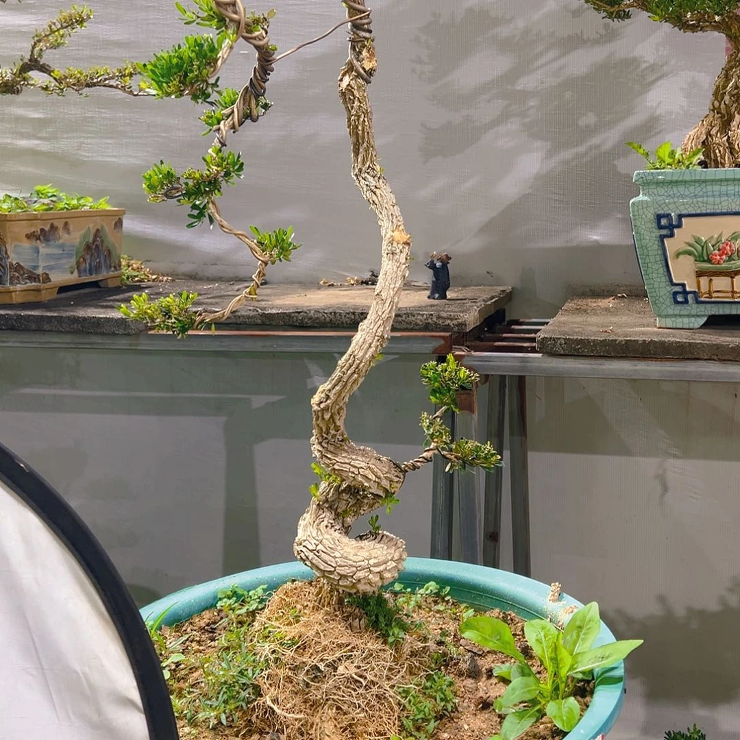 s***e无花朵广东雀舌皱皮黄杨盆景