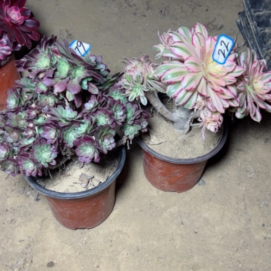 【闪购商品】哒***.多肉植物砍过不售后22