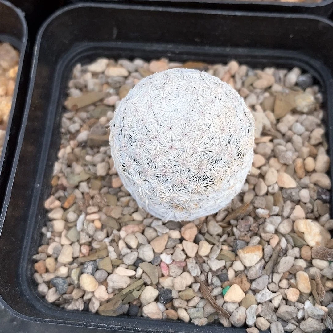 白鸟实生2.8公分