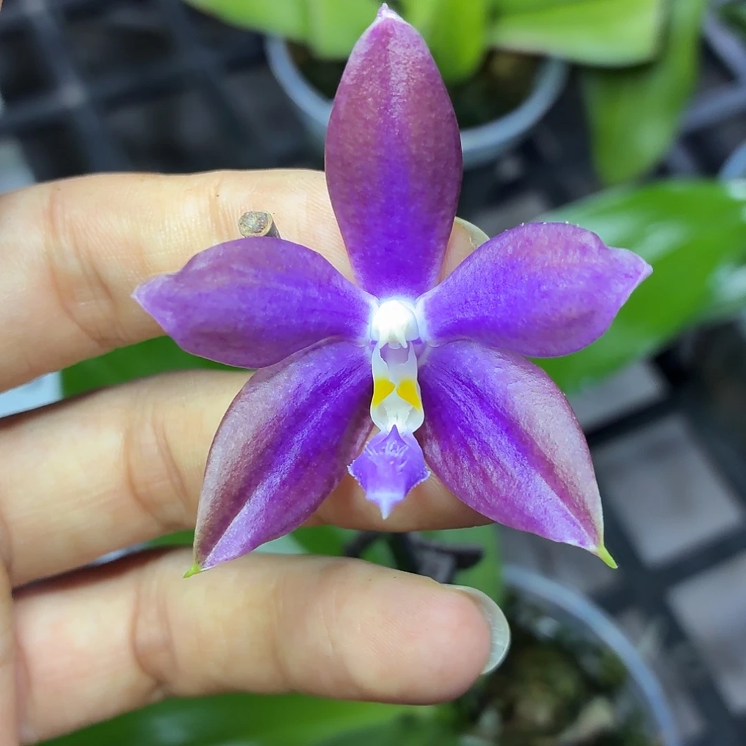 当前无花朵，栽培后可花朵A623yss1199