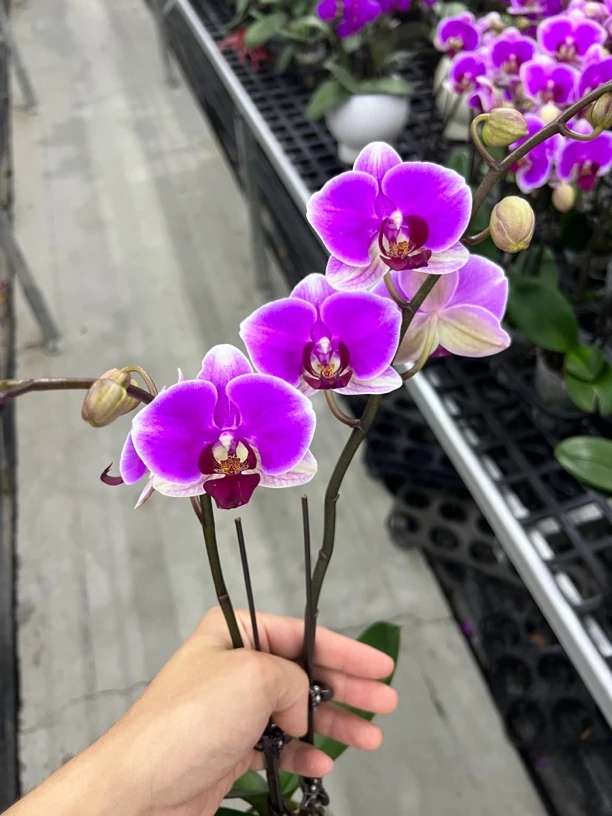 富豪优选（红日）蝴蝶兰花期长好养护