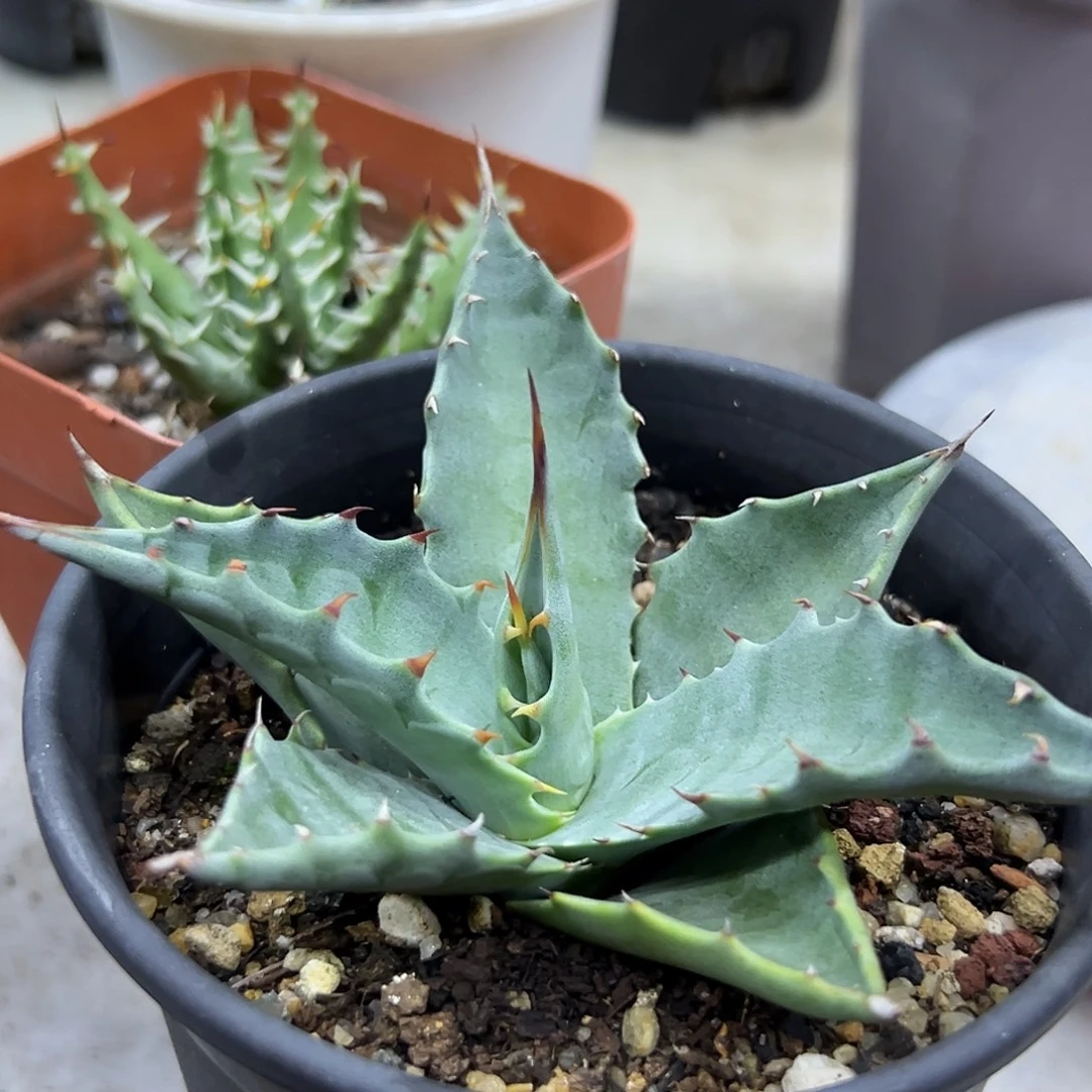 实生蒙塔娜一物一拍偏远不包邮不退不换