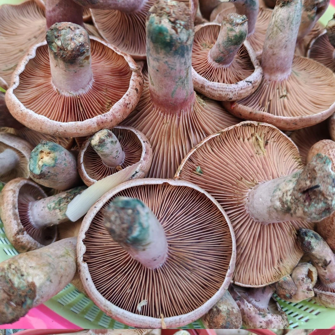 湖南本地野生乌纵菌中等偏小(菌中有少许白虫属正常)忌者勿拍