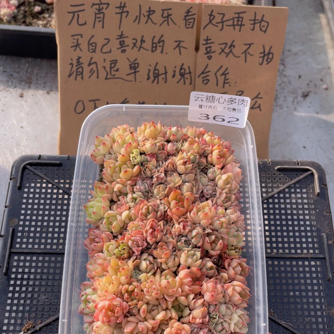 云糖心多肉植物362