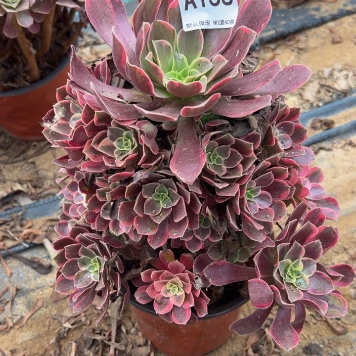 金丝却多肉植物158.