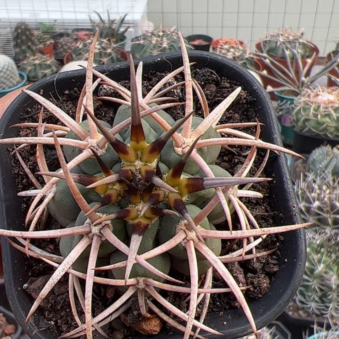 【闪购商品】实生仙人球