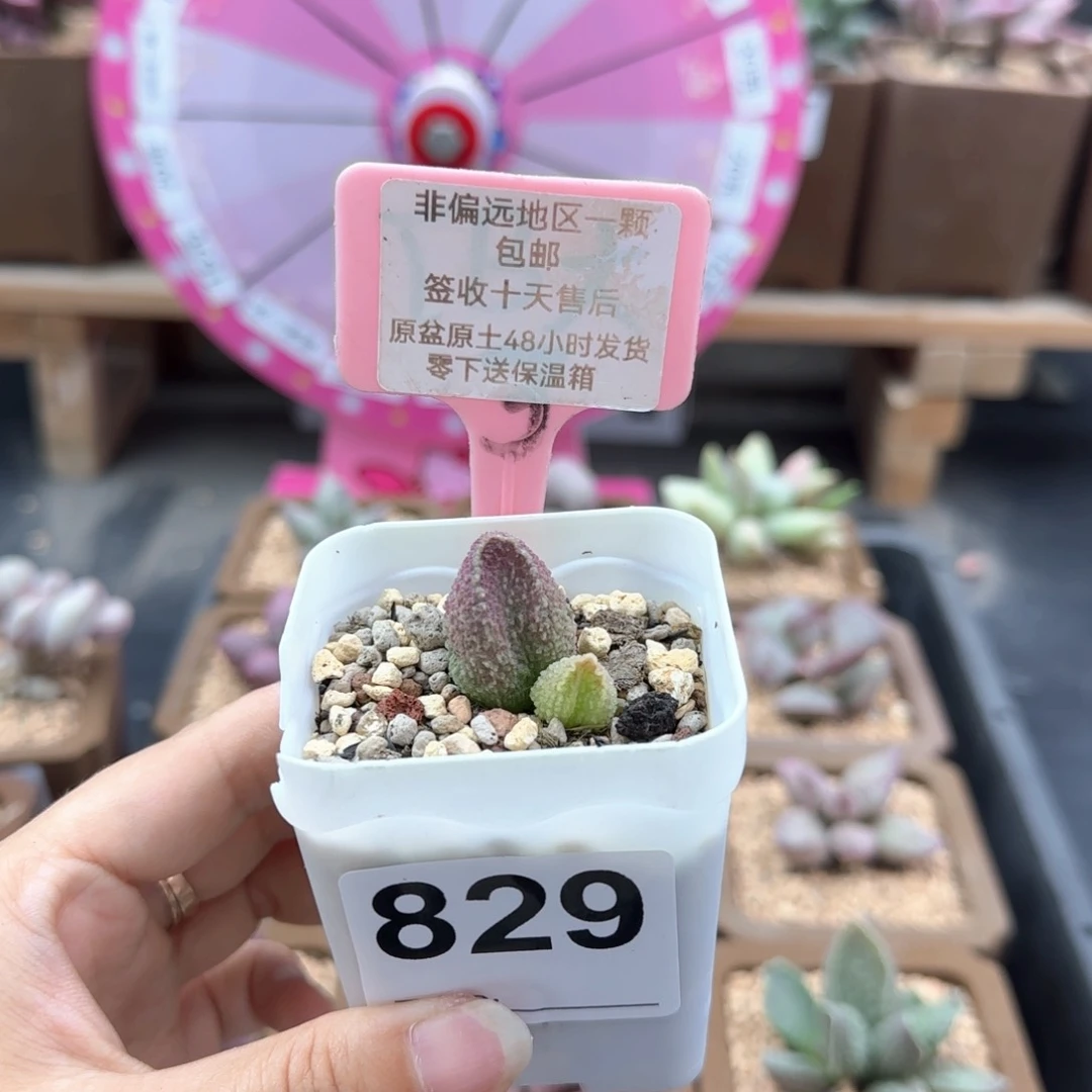 L****?829胖伍多肉植物微瑕
