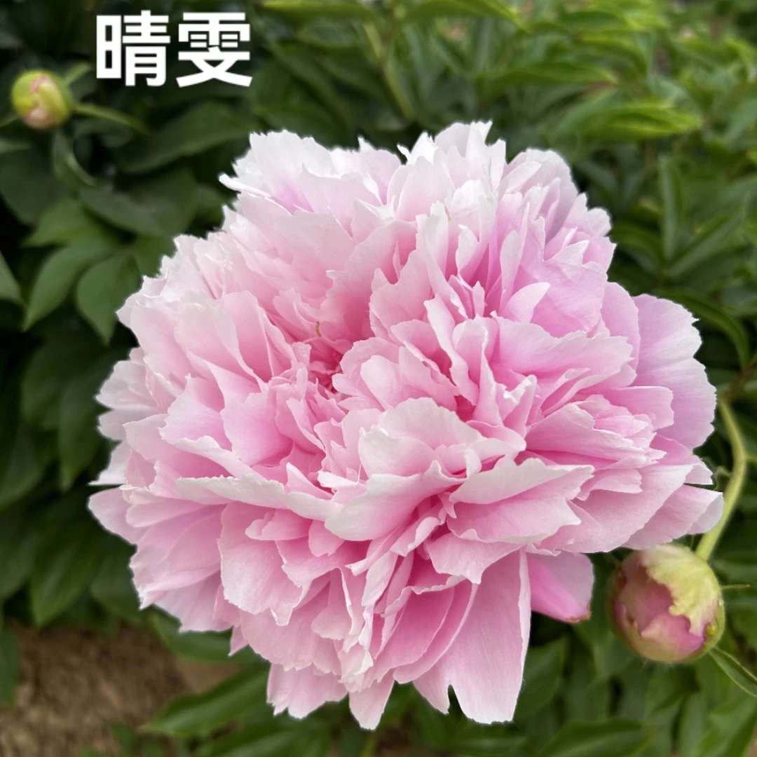 【晴雯】精品观赏重瓣粉色大花芍药网红芍药庭院花卉耐寒耐旱