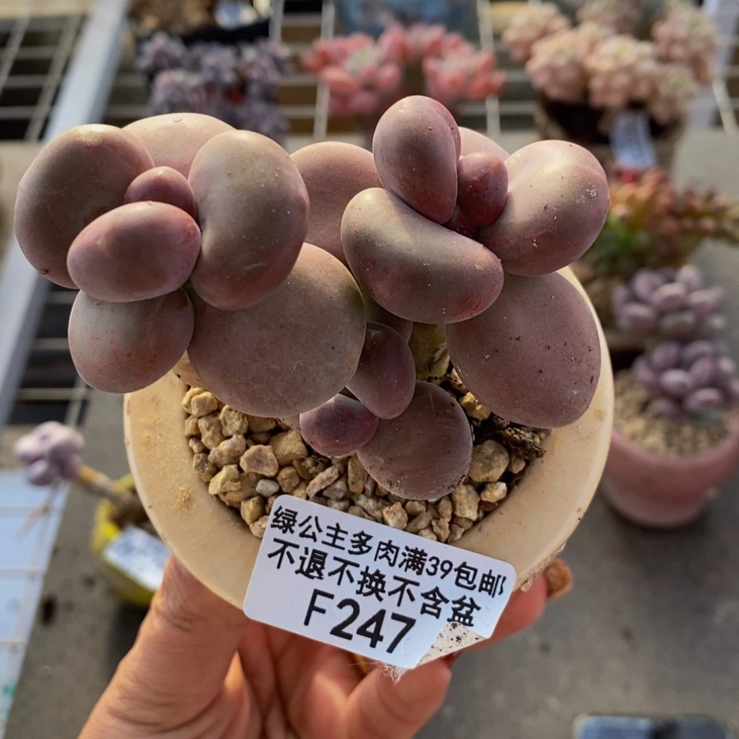 芒果奶酪金蟾kk奶247/7c m