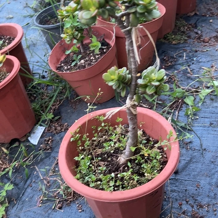 掌***福多肉植物实物直播实物67