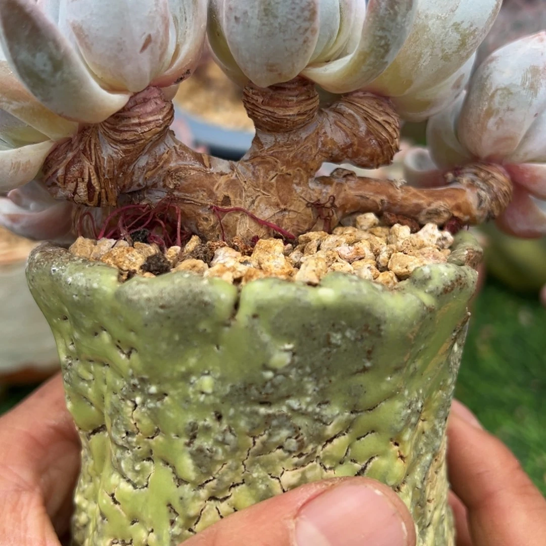 啊石榴籽星影小树福利