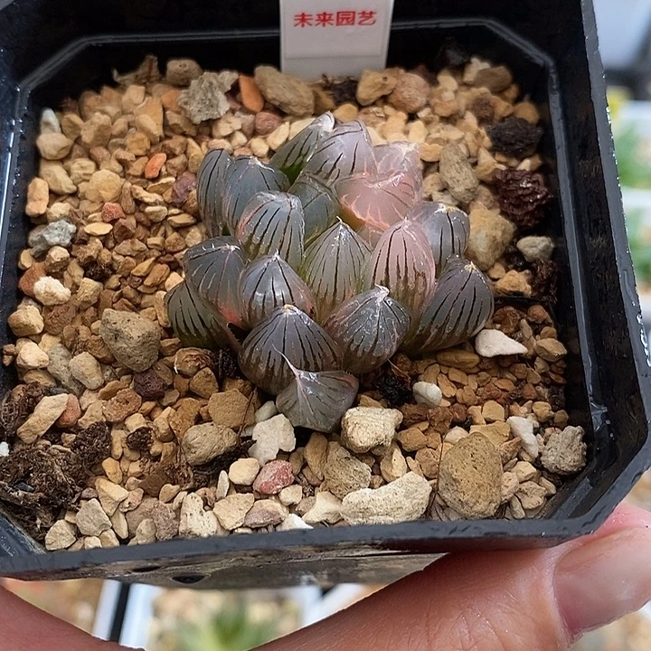178后翻糊霓虹灯玉露锦