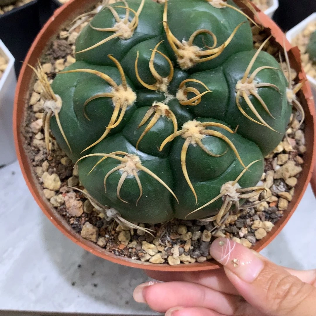 当前无花栽培后可以开花实生根高木海王