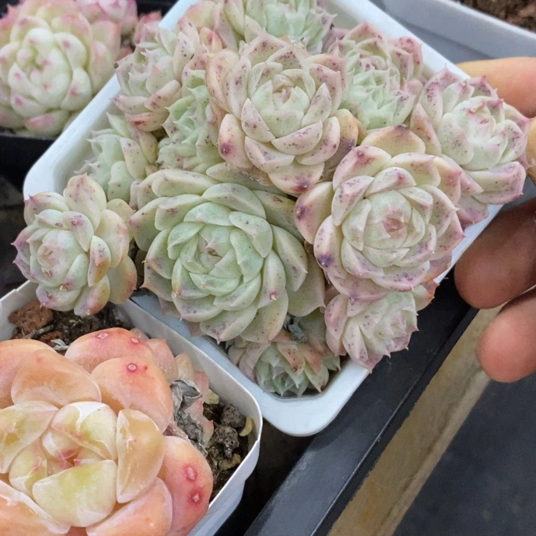 精品多肉一物一拍不包整493