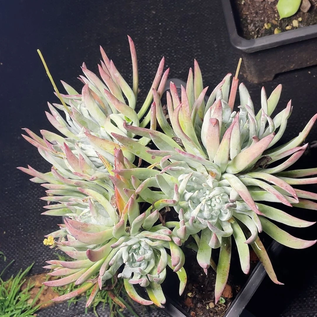 海瑟老桩多头群生4466