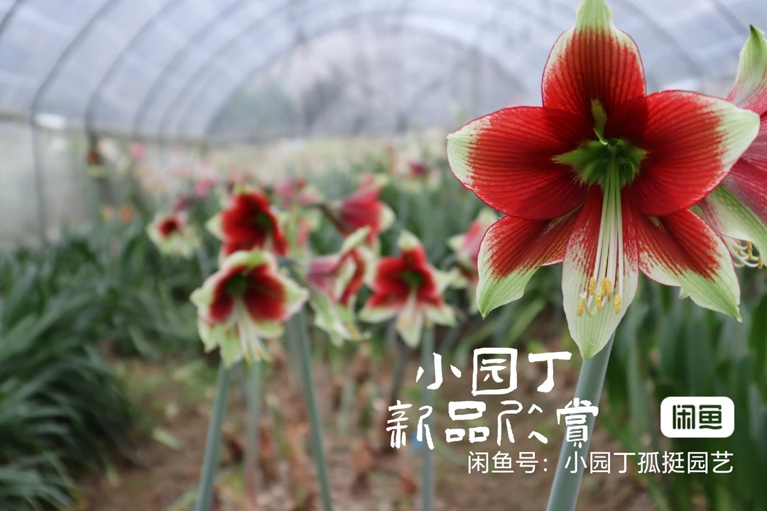 新品朱顶红【布卡 1号】 图片里布卡所有侧球混球不保花色