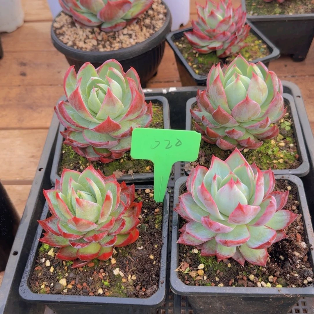 组合套餐编号20号