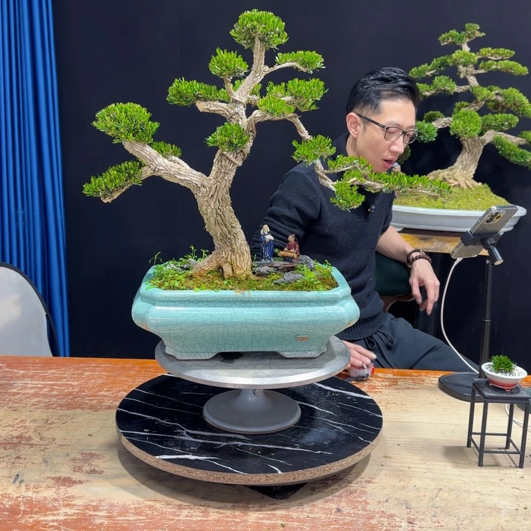 黄杨室内室外盆景艺术