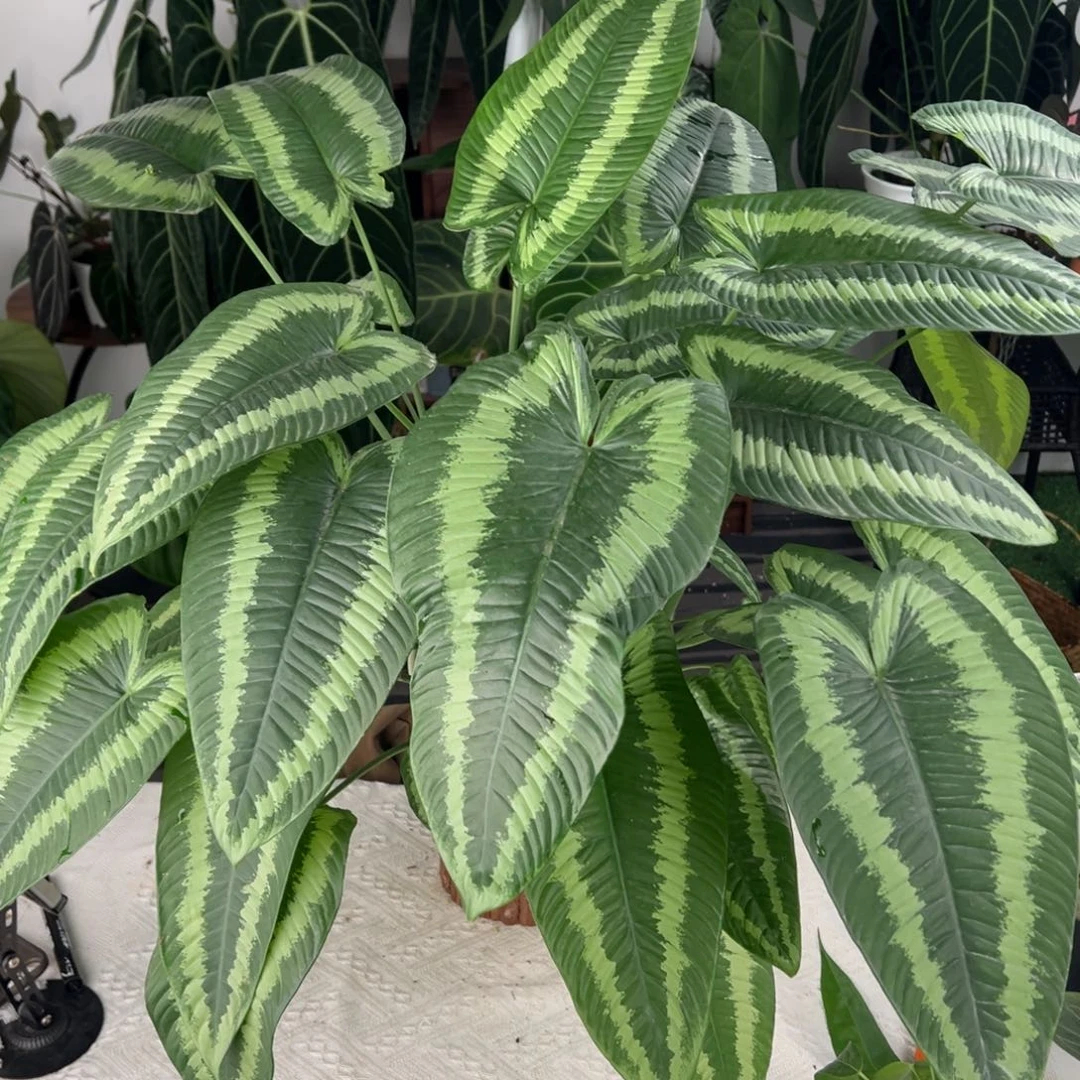 完全开放电光落雁