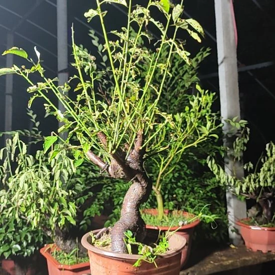 智***星无花朵梅花盆景精品