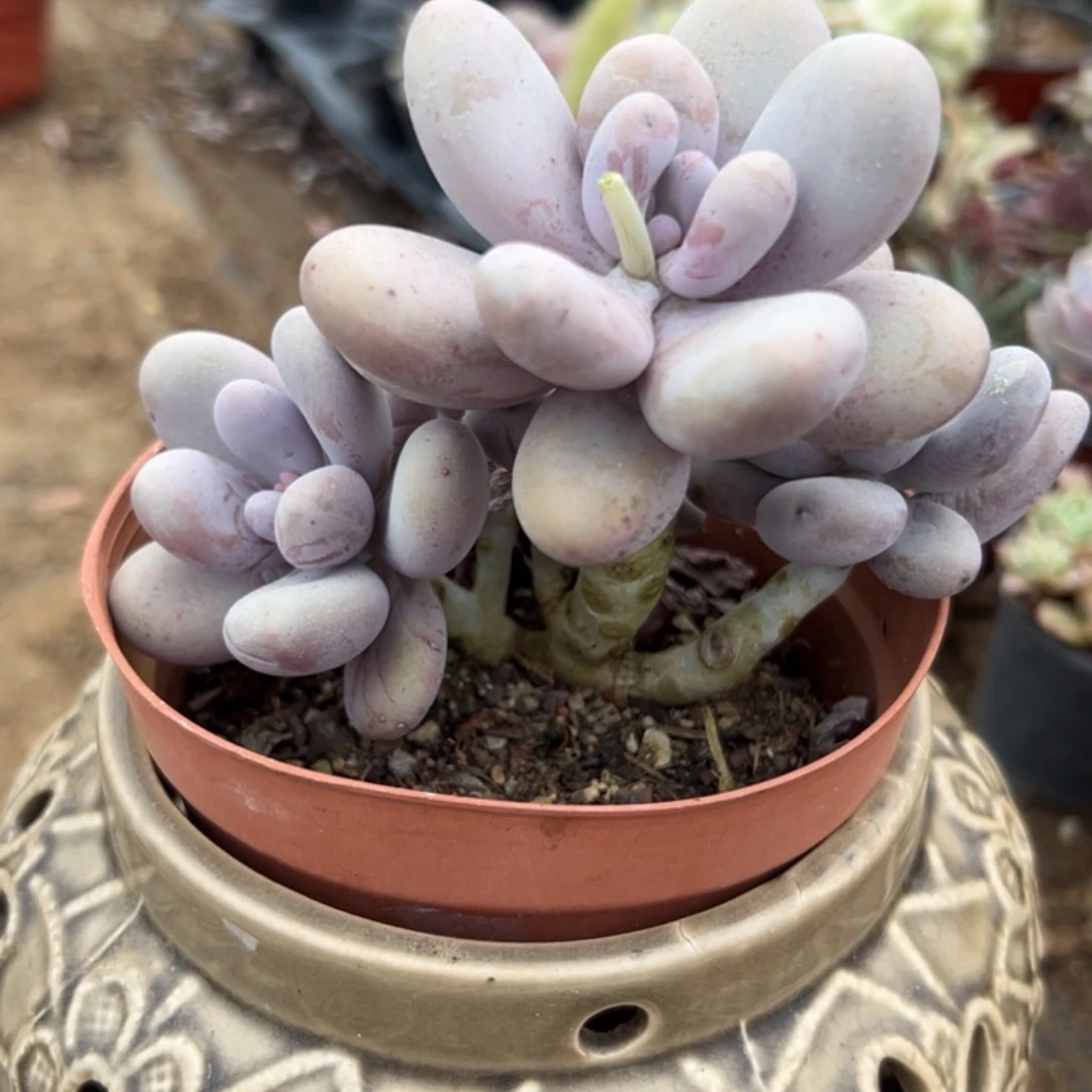 多肉植物鸡蛋美人文斯通