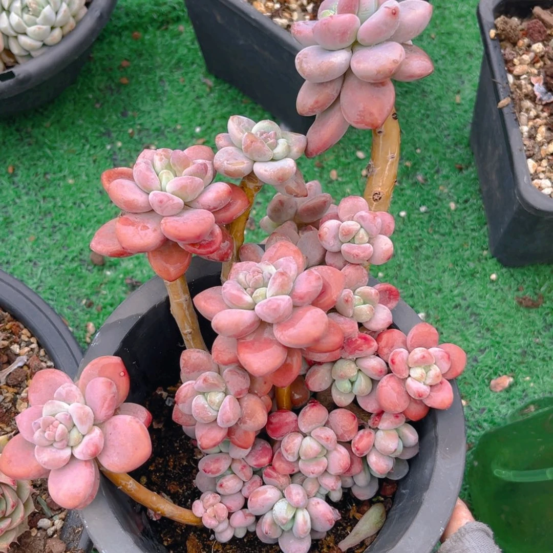 红洛神tu tu tu l l l