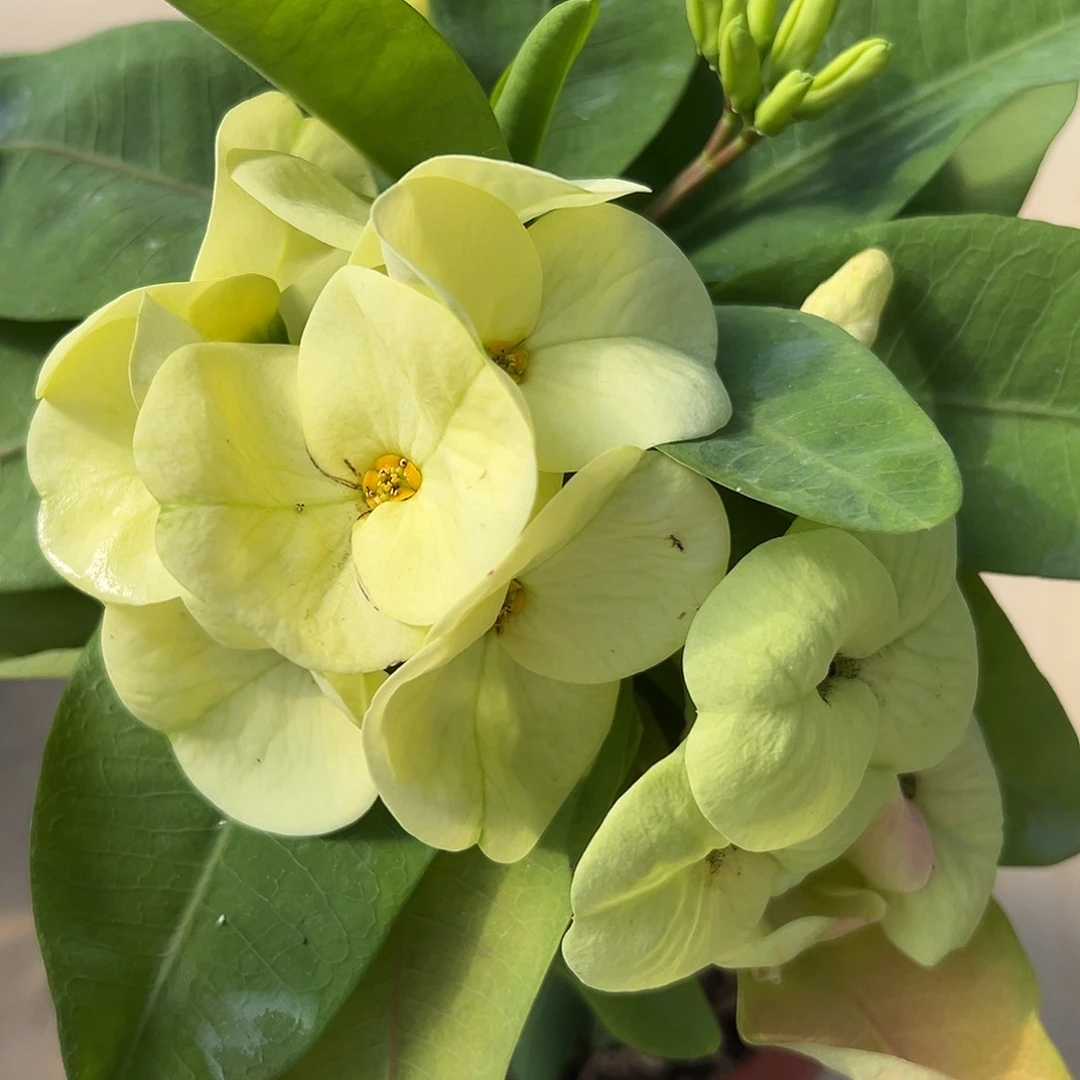 玉玺泰国大花虎刺梅