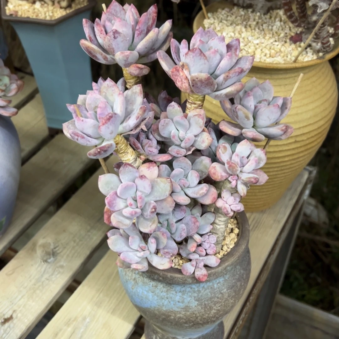 灰姑娘28 零零多肉植物