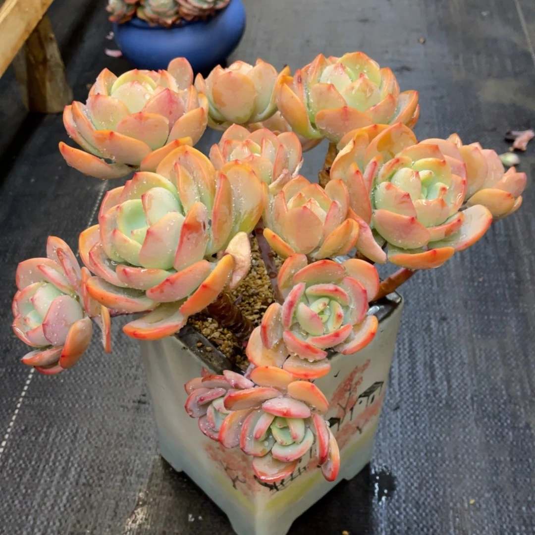 。**美3737373838383838